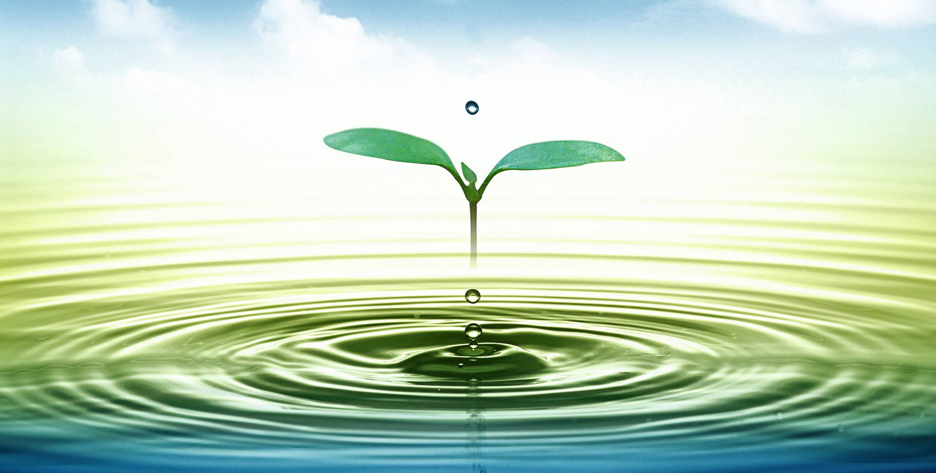 ¡Salvar la creación antes de que sea tarde!