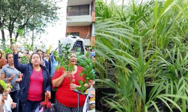 ¿De dónde provienen las palmas para Domingo de Ramos?