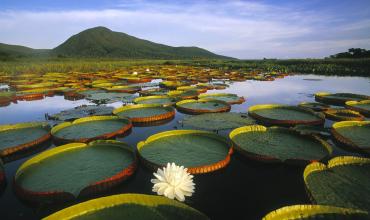 La Amazonía necesita atención inmediata